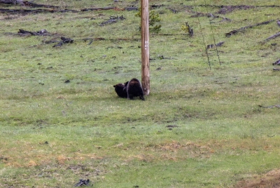 Grizzly Bears Fairy Falls Parking Lot 2025